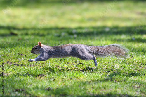 Fotografía Écureuil gris (Sciurus carolinensis) en train de courir dans l'herbe