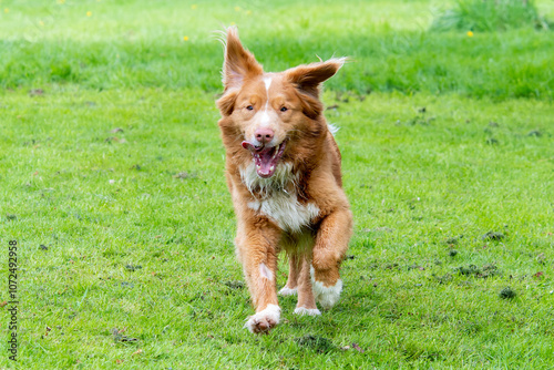 Retriever de la Nouvelle-Écosse

 photo