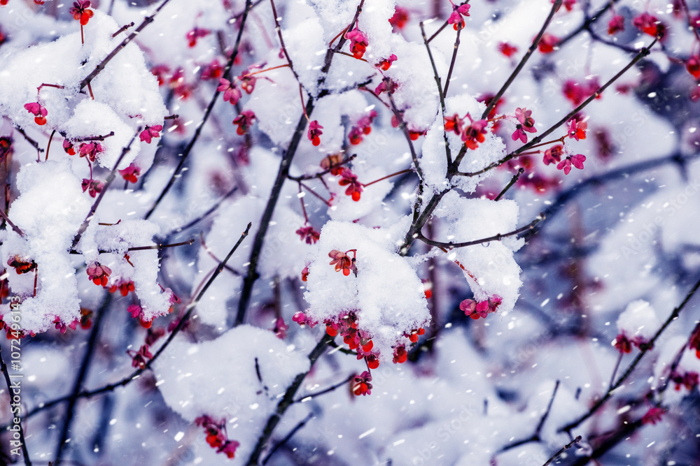 snowy barberry bush with red berries during snowfall snowy barberry bush with red berries during snowfall