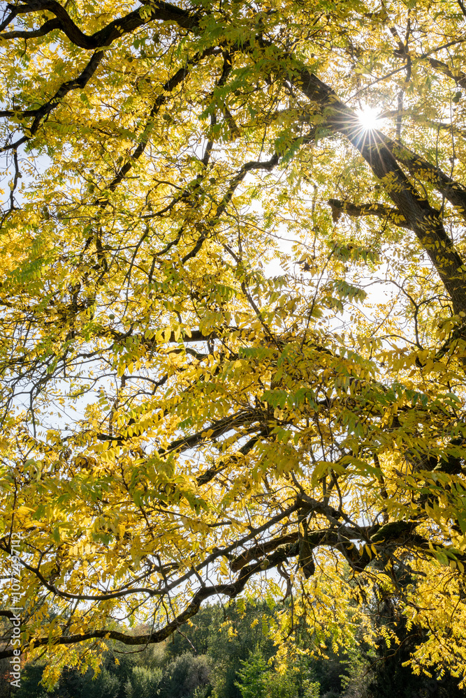 Fototapeta premium Penetrating light through tree branches