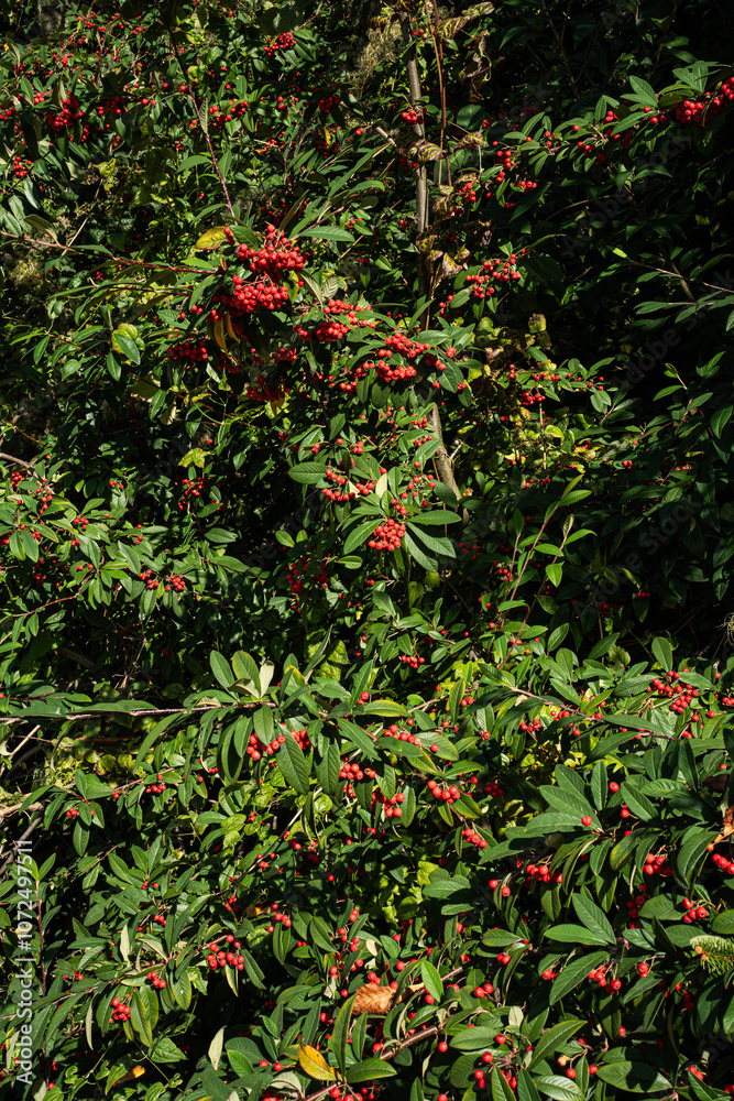 Ripe red fruits of wild plum growing in the nature on sunny day Ripe red fruits of wild plum growing in the nature on sunny day