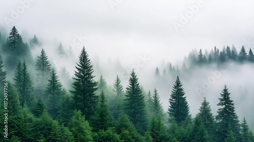 Aerial View of Lush Forest with Fog and Soft Natural Lighting