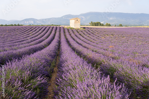 View of lavender flowers rows with the old traditional stone farm house during sunset time at Valensole fields in Provence, France