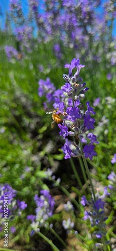 Lavender Fields