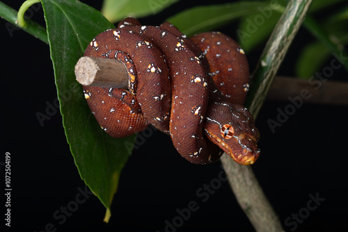 Red Designer Green Tree Python  photo