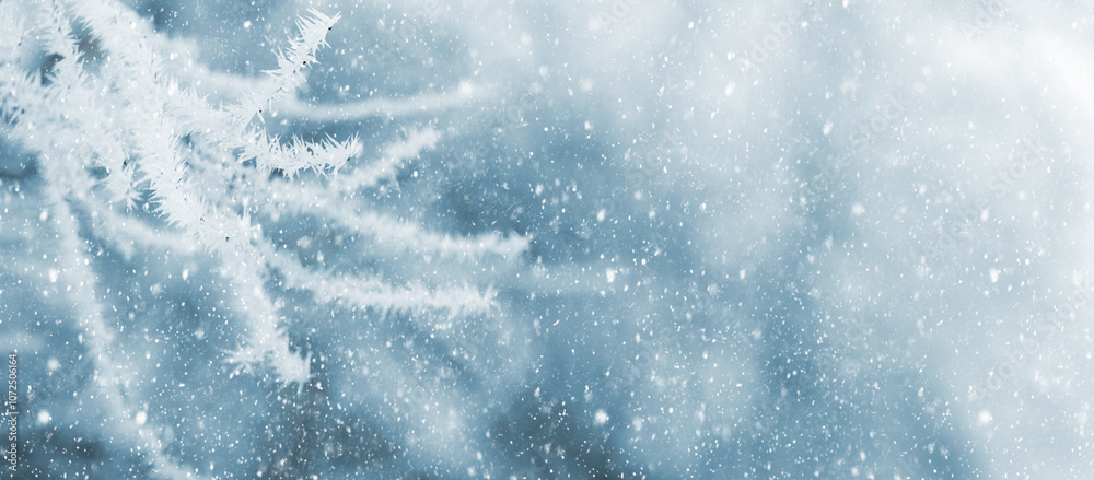 winter background with frost covered tree branches on blurred background during snowfall, copy space winter background with frost covered tree branches on blurred background during snowfall, copy space