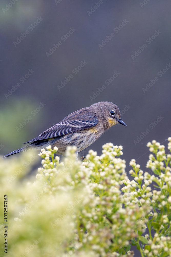 Obraz premium A yellow-rumped warbler bird in fog