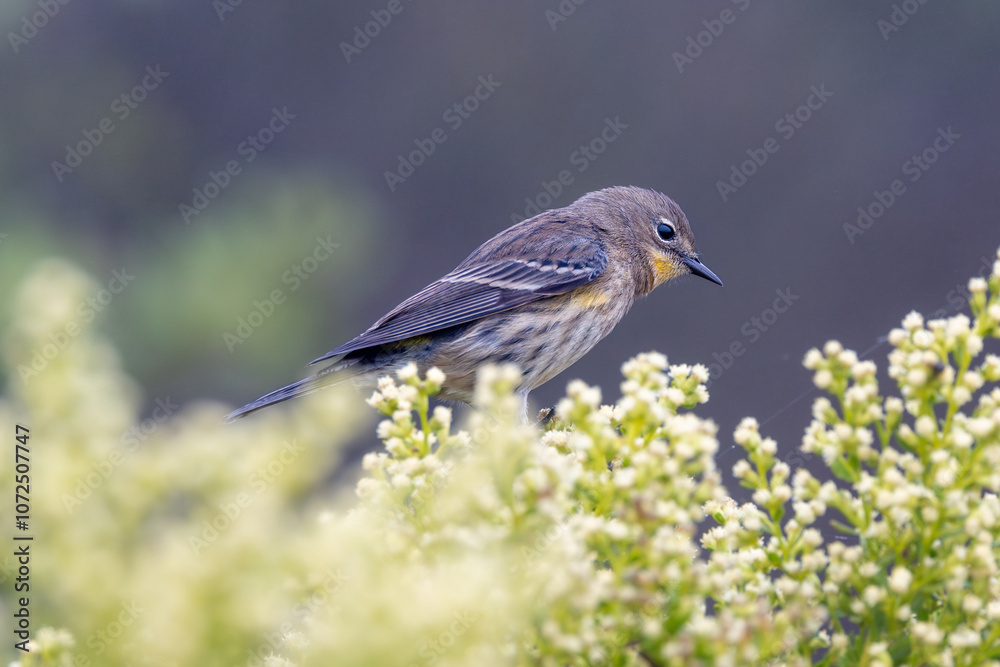 Fototapeta premium A yellow-rumped warbler bird in fog