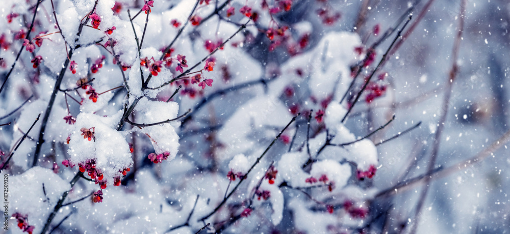 snowy barberry bush with red berries during snowfall snowy barberry bush with red berries during snowfall