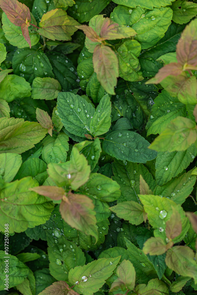 A close-up of green leaves with water droplets, some tinged with red, captured after rainfall. The vibrant foliage fills the entire frame, showing nature in a fresh and serene state.
A close-up of green leaves with water droplets, some tinged with red, captured after rainfall. The vibrant foliage fills the entire frame, showing nature in a fresh and serene state.