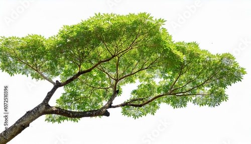 tree branch with green leaf isolated for object and retouch design