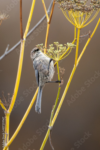 Closeup of an American bushtit bird photo