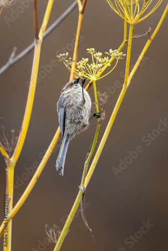 Closeup of an American bushtit bird photo