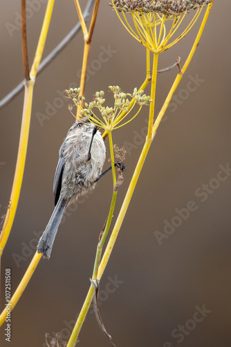 Closeup of an American bushtit bird photo