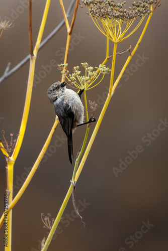 Closeup of an American bushtit bird photo