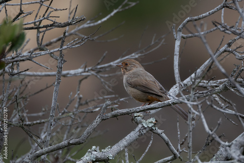 Closeup of a California towhee bird in fog