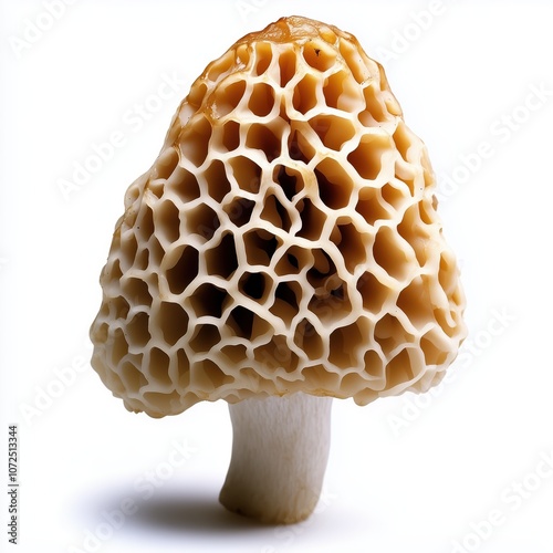 A stunning morel mushroom showcasing its intricate honeycomb cap in elegant isolation