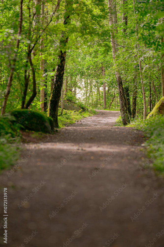Sun shining through the tree canopy on a forest path. Sun shining through the tree canopy on a forest path.