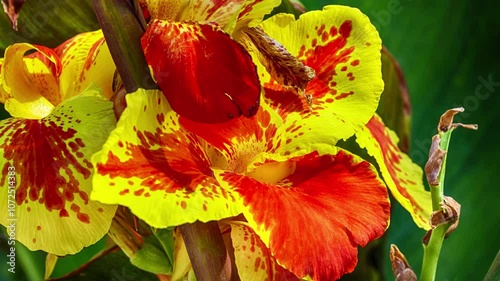 Canna Indica yellow and red color