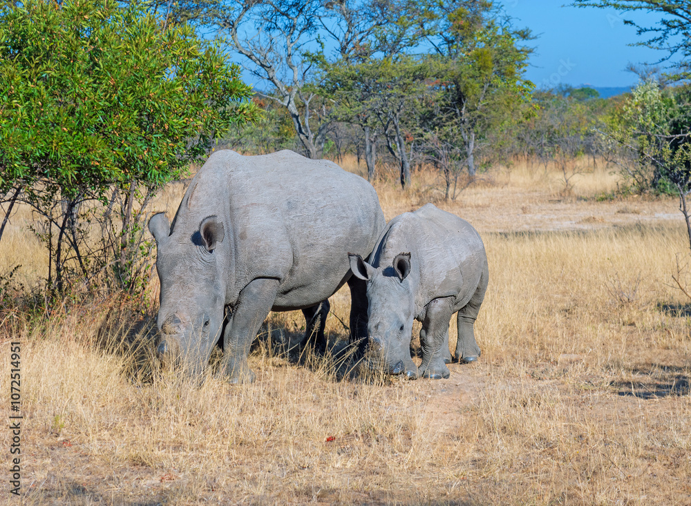 Fototapeta premium Mother and Baby Rhino Grazing in the Veldt
