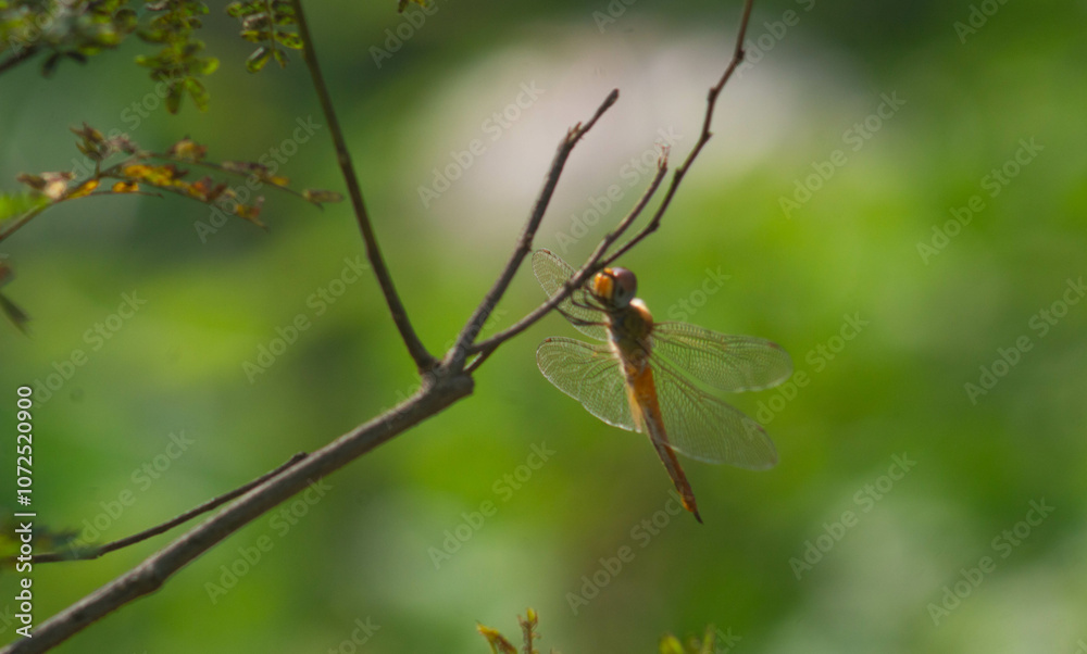 a dragonfly that lands on a dry branch a dragonfly that lands on a dry branch