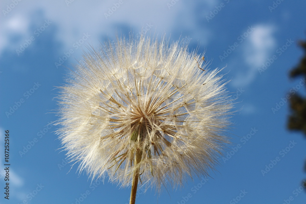 Hope on the Breeze: Dandelion Seed Head Against a Blue Sky Hope on the Breeze: Dandelion Seed Head Against a Blue Sky