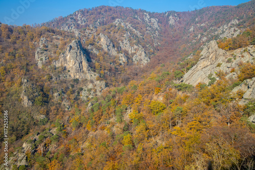 Golden autumn in the forest and mountains along the Donau river in Austria. Wachau region, Vogelberg mountain in the autumn season with yellow and orange leaves on the trees. Yellow leaf on october