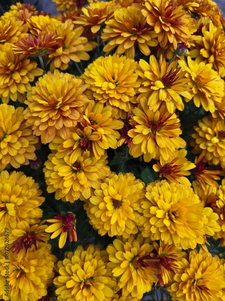 yellow chrysanthemum background yellow chrysanthemum background