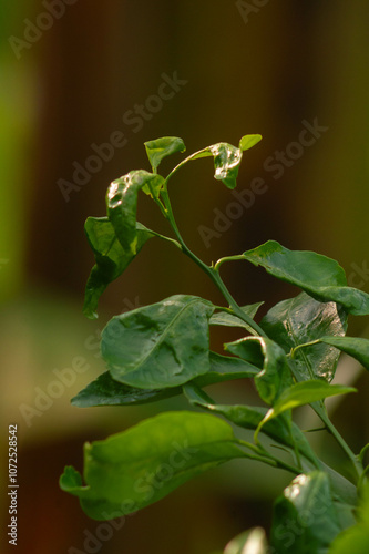 close up of citrus fruit plant leaves