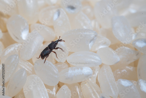 Sitophilus Conicollis bug (Rice weevil). photo