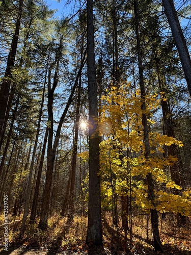 Fall foliage in the forest