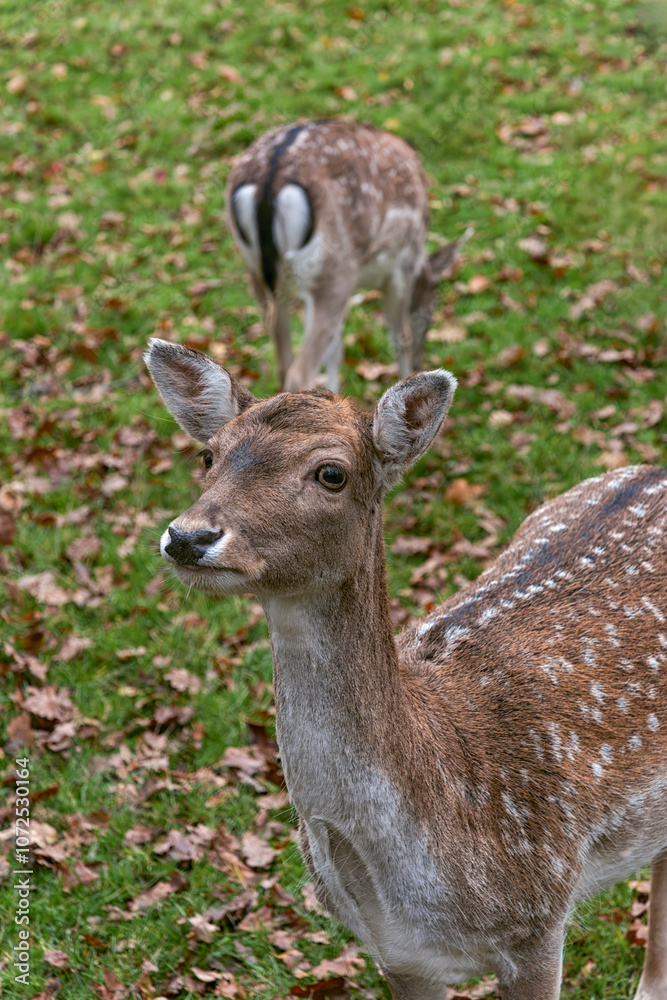 deer looks straight into the lens