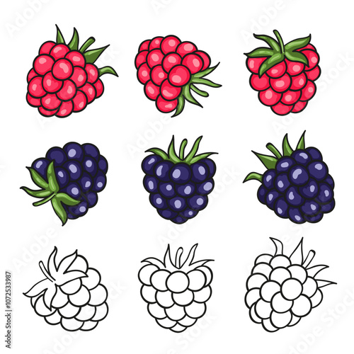 Raspberry and blackberry set. Vector berries illustration