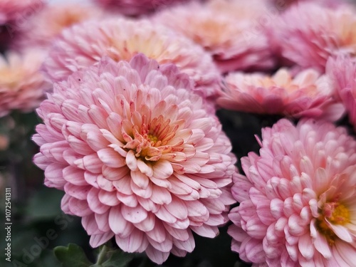pink chrysanthemum flower