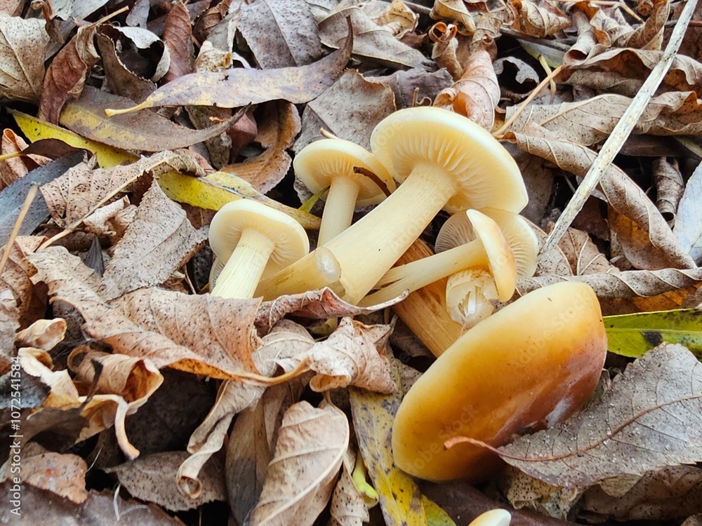 mushrooms in the forest, mushrooms on a tree mushrooms in the forest, mushrooms on a tree