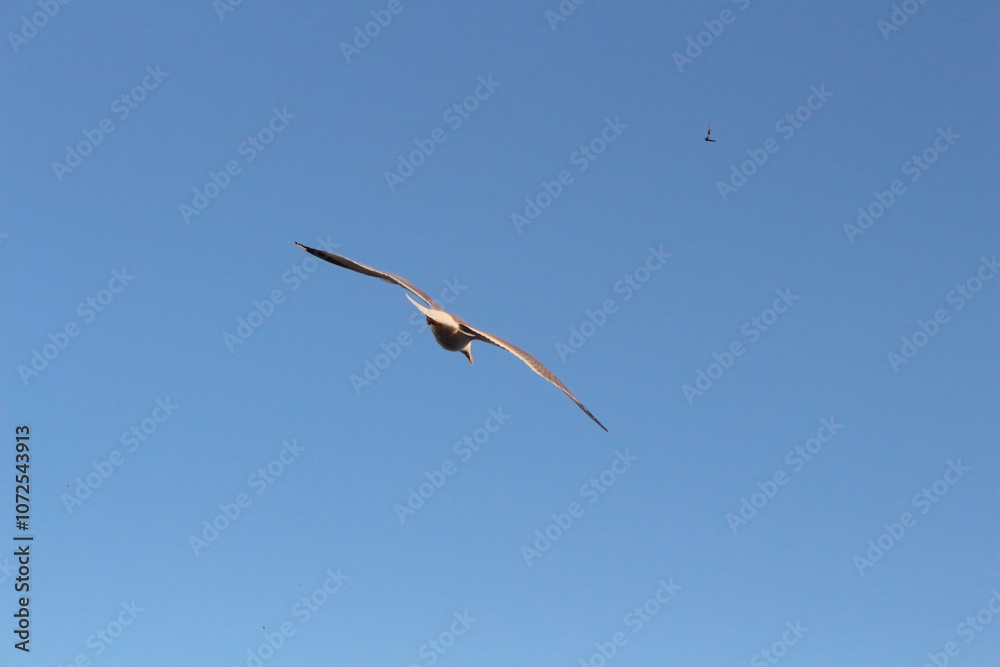 Single Seagull Soaring Against Clear Blue Sky Single Seagull Soaring Against Clear Blue Sky