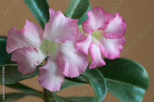 Adenium obesum flower, close up shot