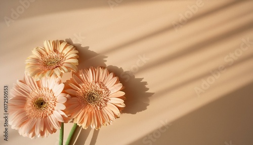 pastel peachy gerbera flowers with aesthetic sunlight shadows on tan beige background minimal stylish still life floral composition with copy space