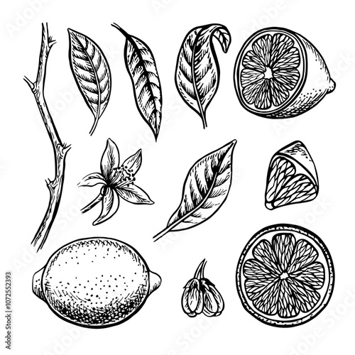 Set with lemons, whole, cut, halves and pieces, as well as lemon leaves and flowers. Vector graphic illustration of citrus fruits. Black and white hand drawn image. Clip art on white background.