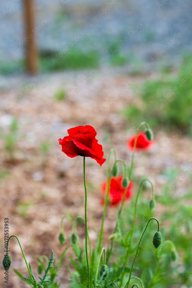 red poppy flower