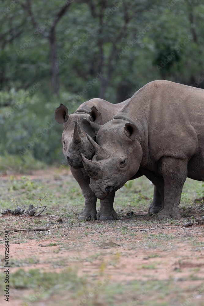 Obraz premium Black Rhino Mother and Calf Cuddle in the South African Bush