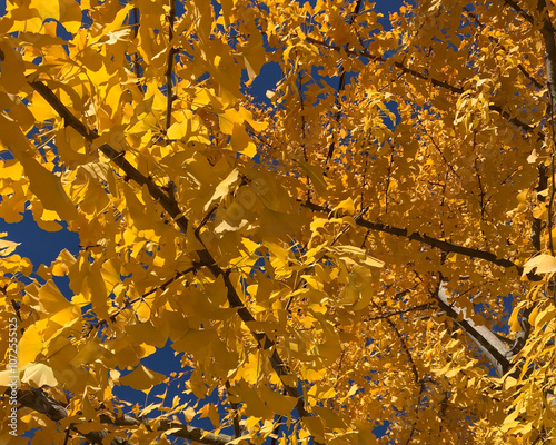 Yellow Leaves On Tree