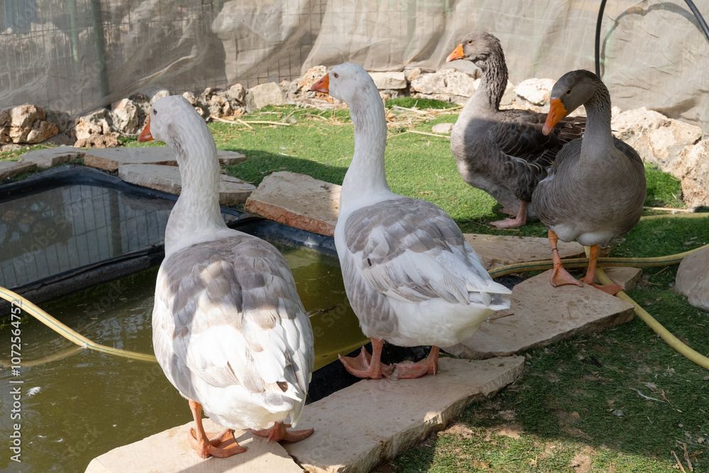 Obraz premium geese near a pond at the zoo
