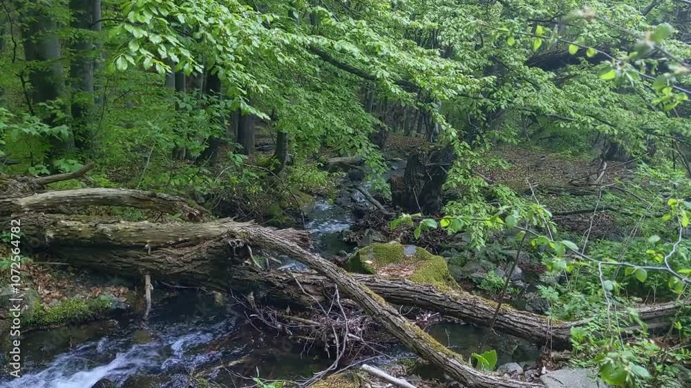 A mountain stream flows through rocks in a lush green forest A mountain stream flows through rocks in a lush green forest