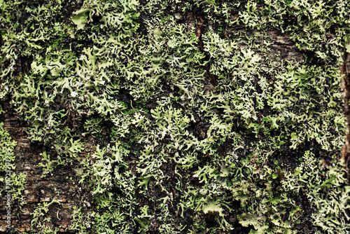 Green moss on a tree. Macro photo of texture. 