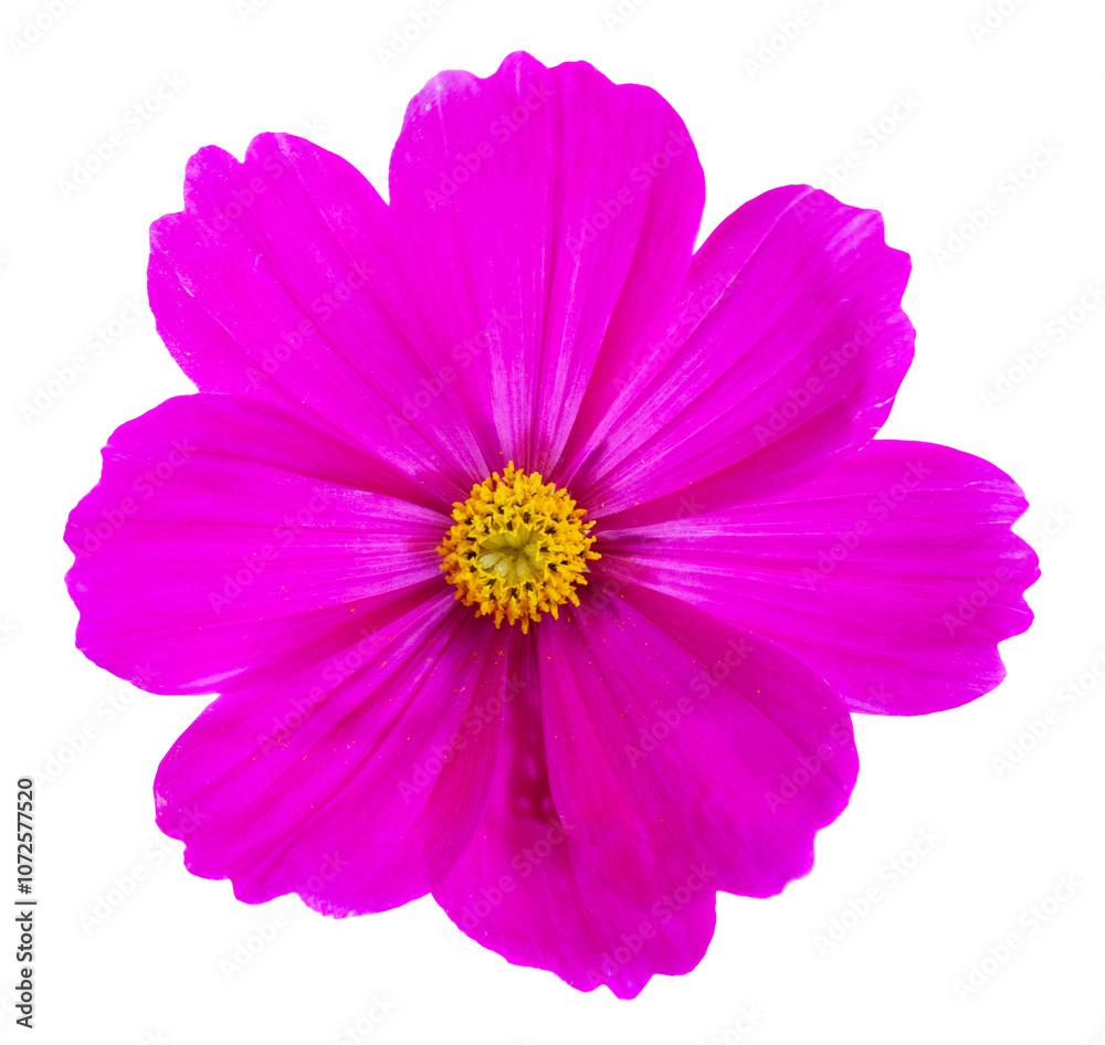 Cosmos flower isolated on white Cosmos flower isolated on white