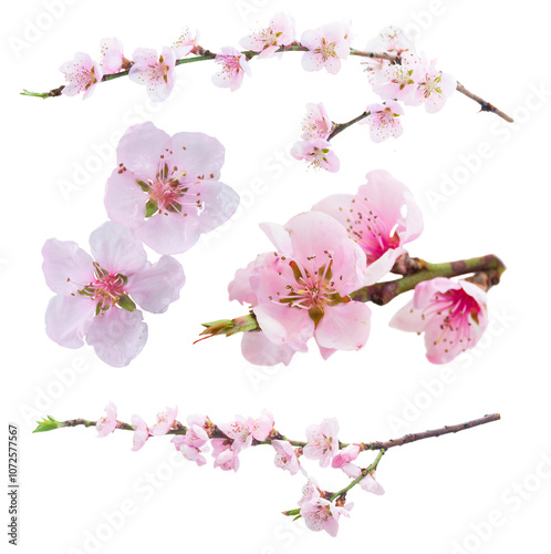 Fototapeta Naklejka Na Ścianę i Meble -  Pink cherry blossom