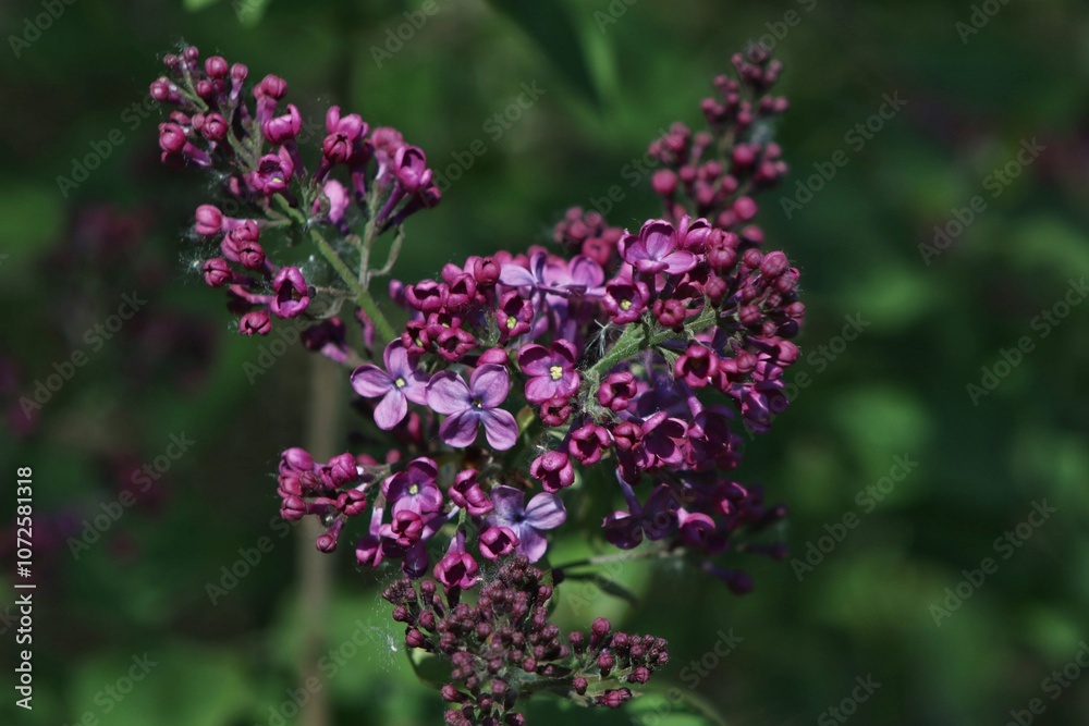 Pretty purple flowers in the woods Pretty purple flowers in the woods