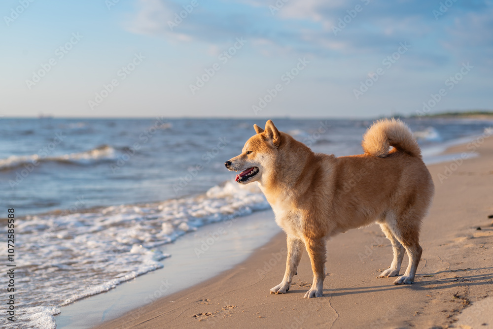 Shiba inu dog is standing on the sand beach on sunny day Shiba inu dog is standing on the sand beach on sunny day