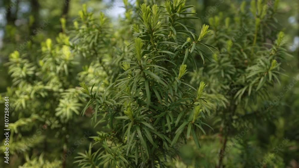 Beautiful green needles on the Taxus cuspidata tree. Beautiful green needles on the Taxus cuspidata tree.